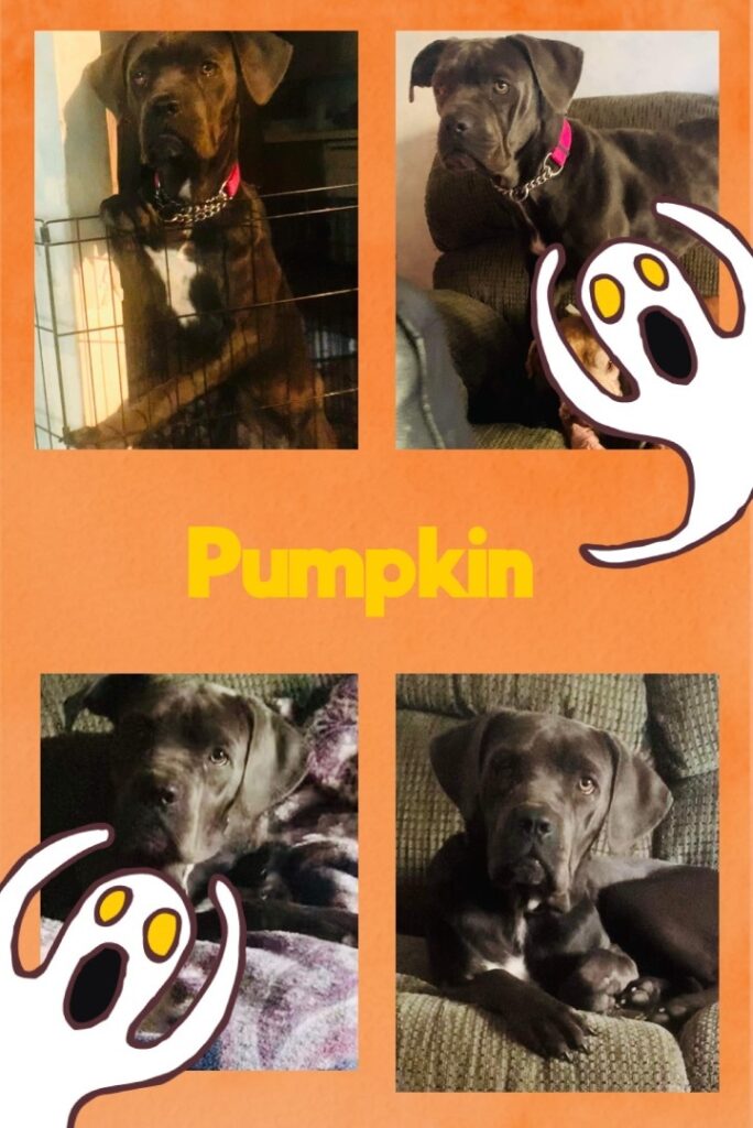 Pumpkin