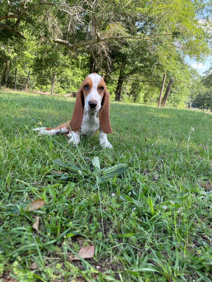 Male Basset Hound Puppy