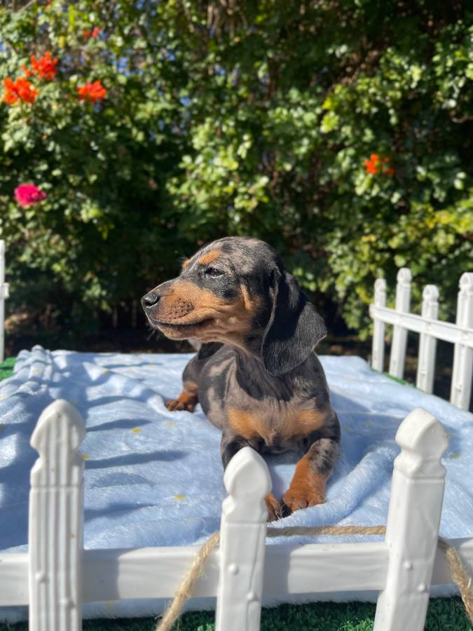 Dachshund Puppy