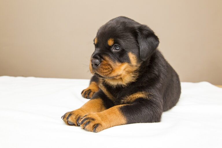 Puppy Rottweiler