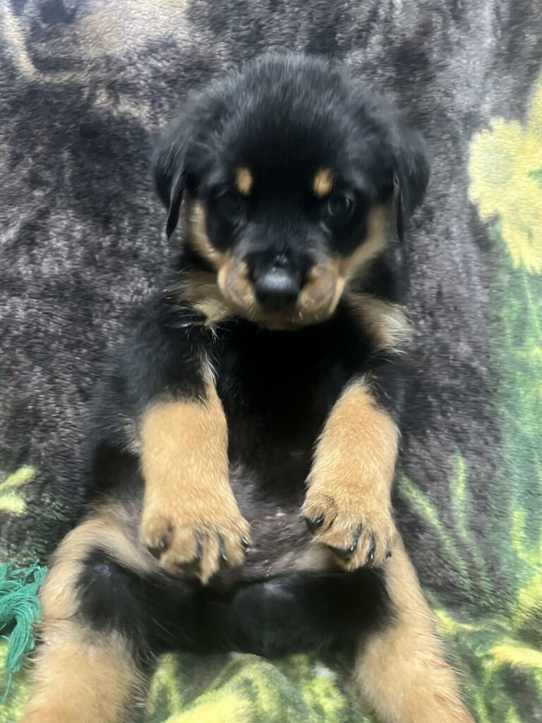 Rottweiler Puppies