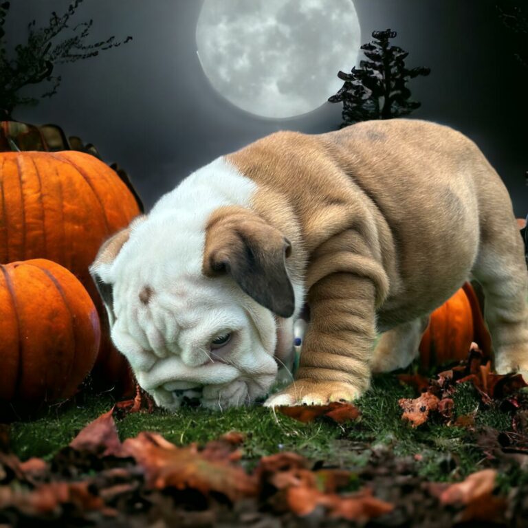 English Bulldog puppies for Xmas