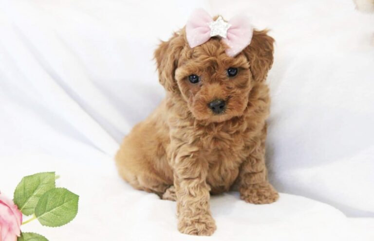 Adorable Maltipoo