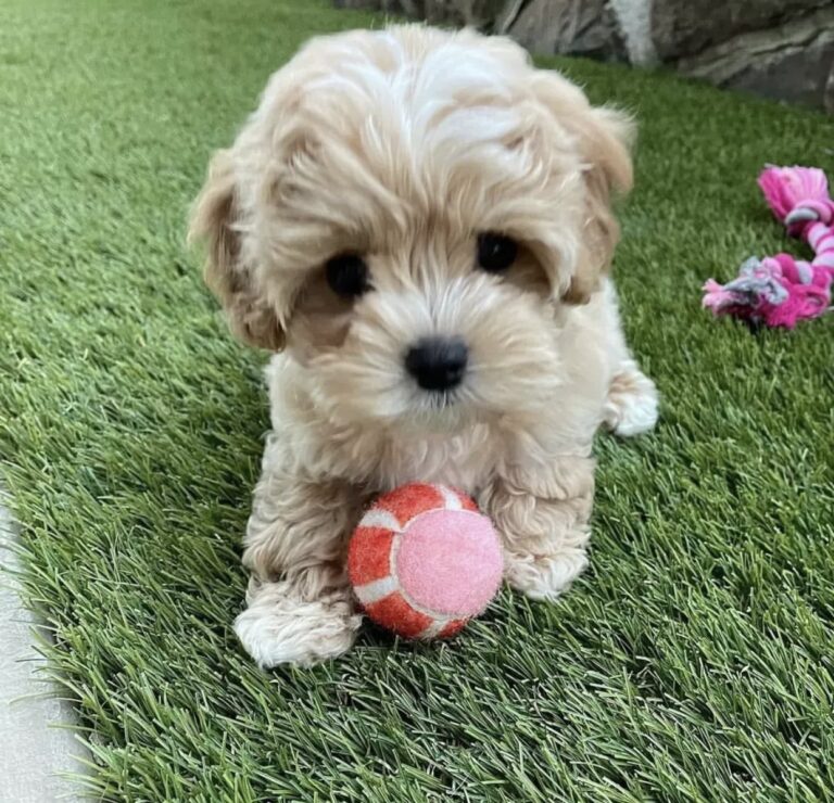 Maltipoo Puppies