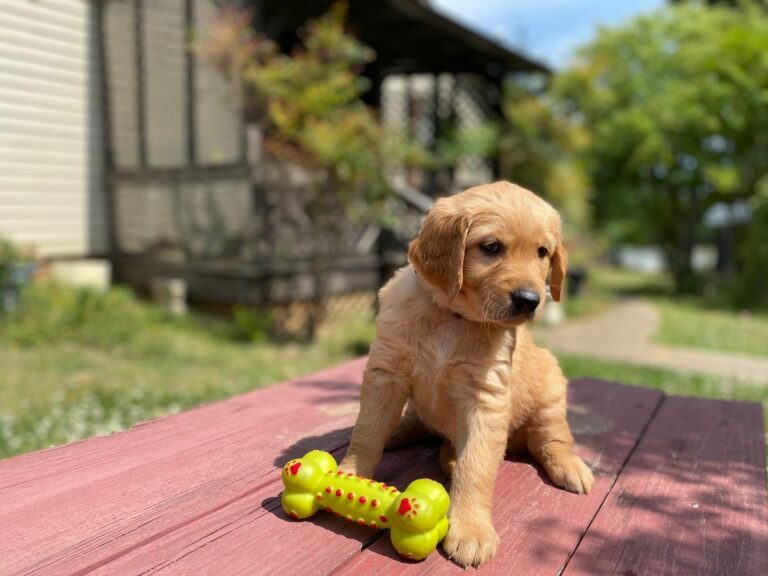 Golden Retriever Puppy