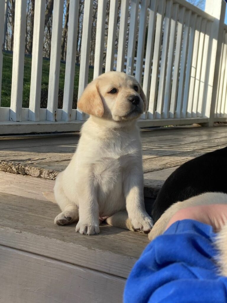 Labrador Retriever