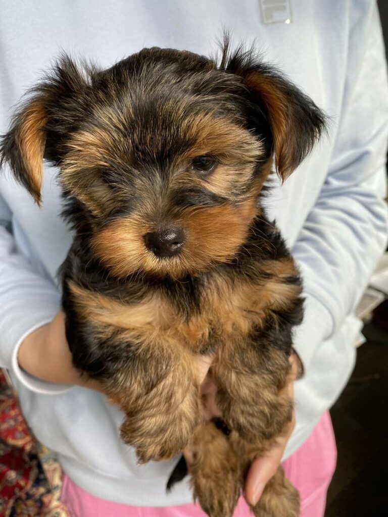 Yorkshire Puppies