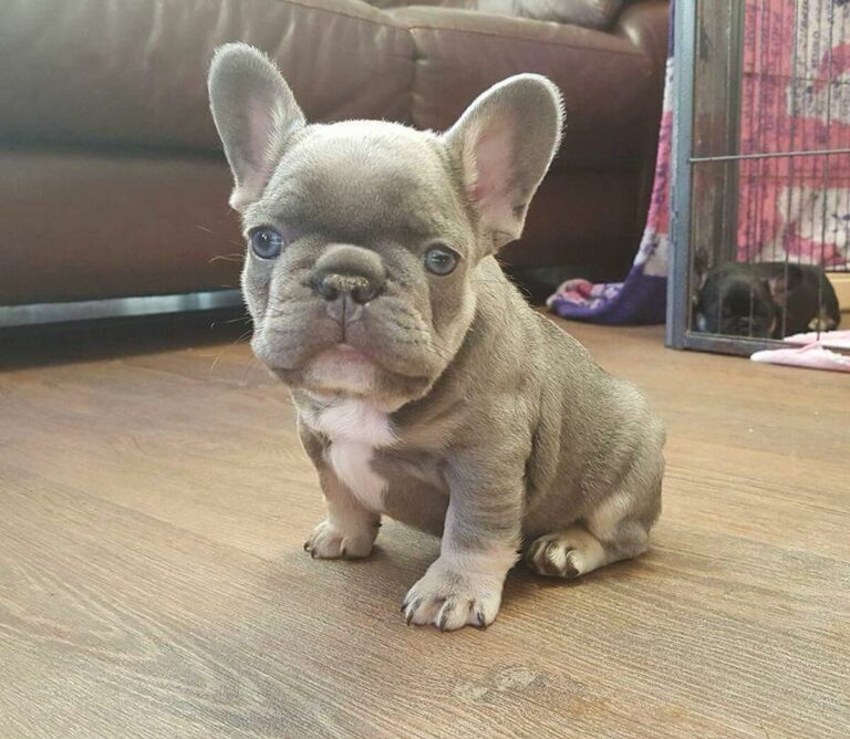 French Bulldog