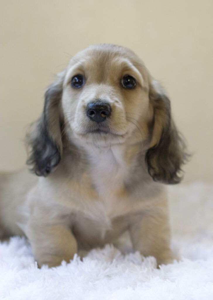 Adopt Dachshund Puppies - Adopt Dogs & Cats on PuppiesNation