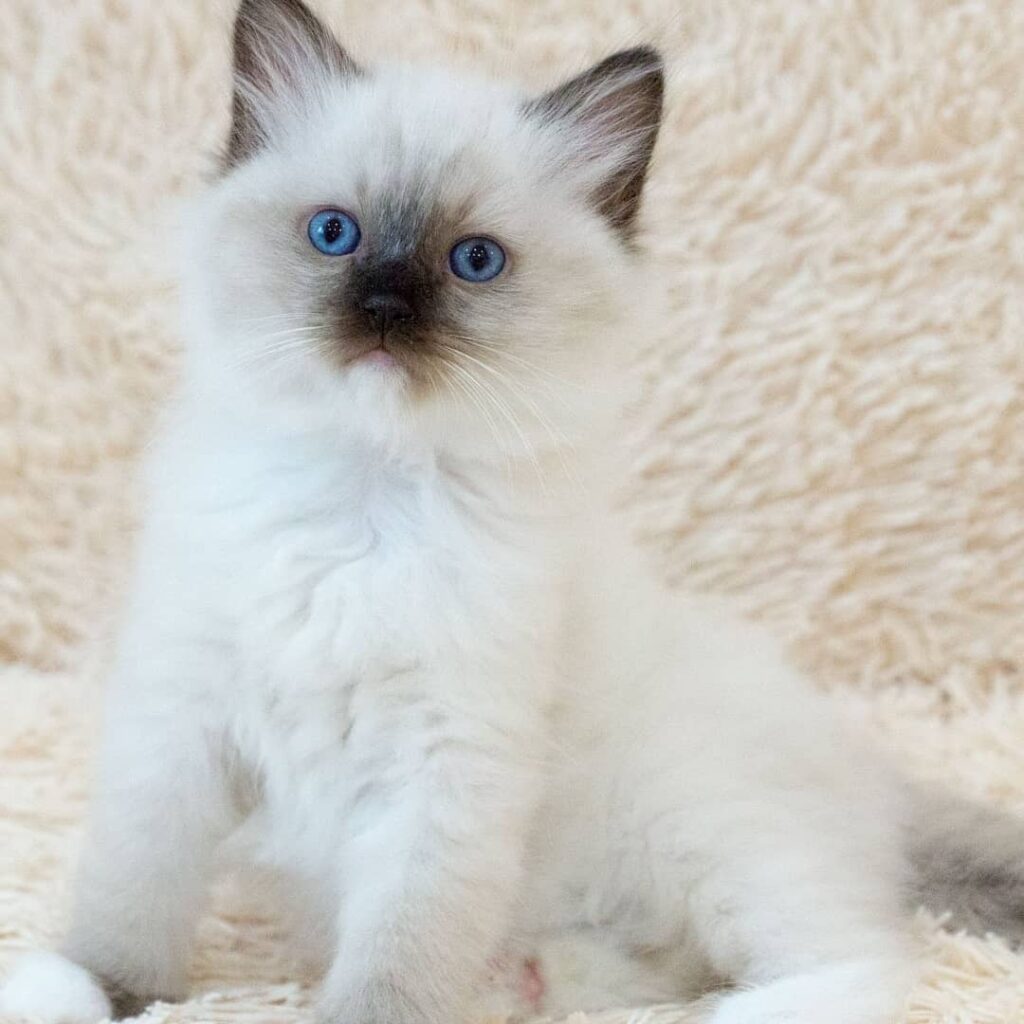 Adopt Ragdoll Kittens - Adopt Dogs & Cats on PuppiesNation