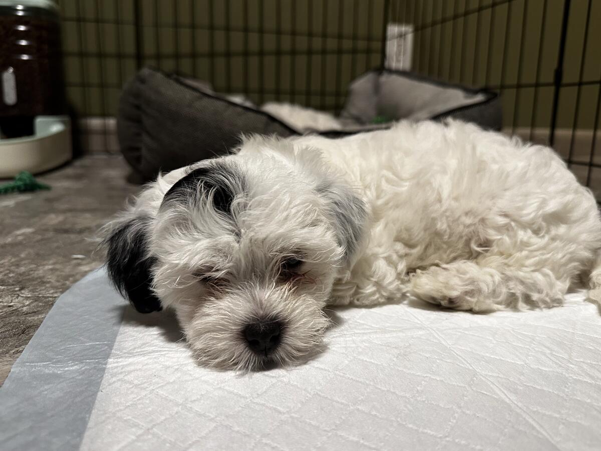 Adopt Havanese - Adopt Dogs & Cats on PuppiesNation