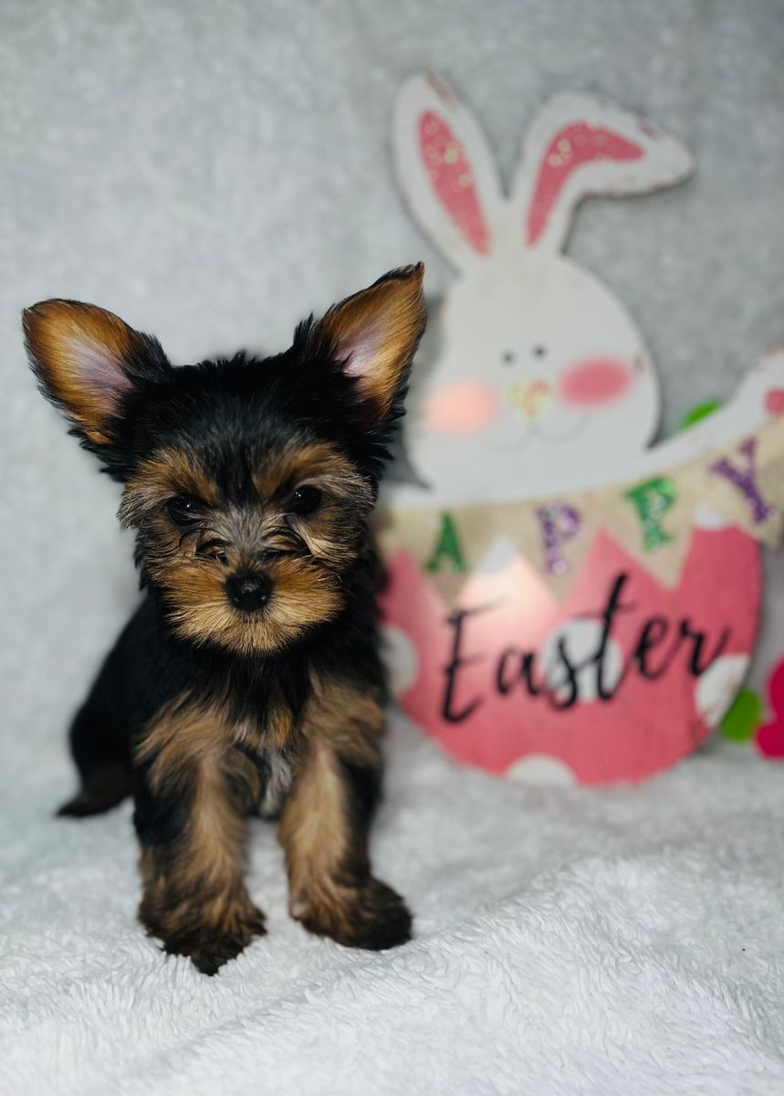 Adopt Yorkshire Terrier Adopt Dogs Cats On PuppiesNation   York 